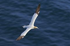 Northern Gannet